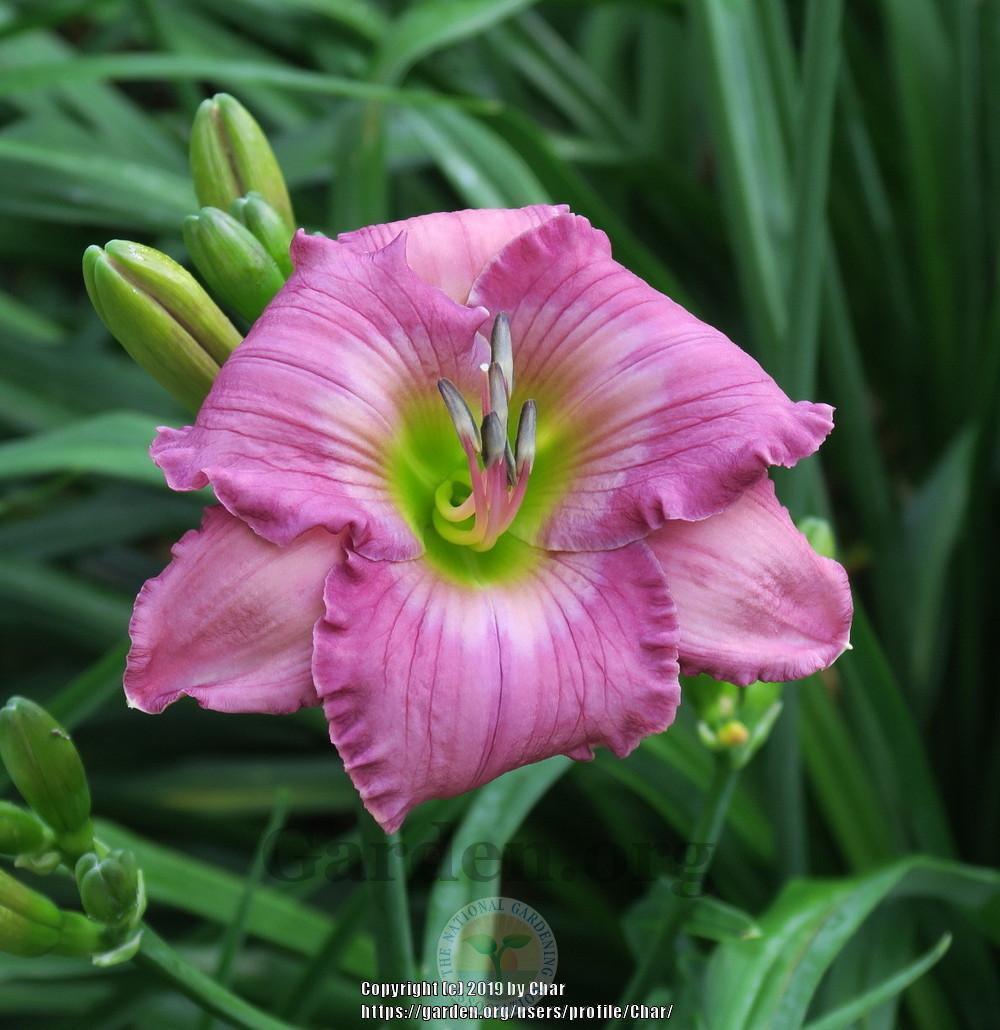 Photo of Daylily (Hemerocallis 'Bemused by Color') uploaded by Char