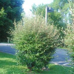 Location: Paoli, Pennsylvania
Date: 2019-07-27
1 mature shrub, sheared back some occasionally