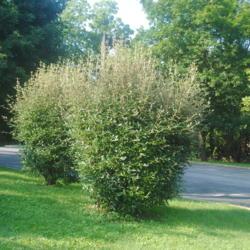 Location: Paoli, Pennsylvania
Date: 2019-07-27
two mature shrubs