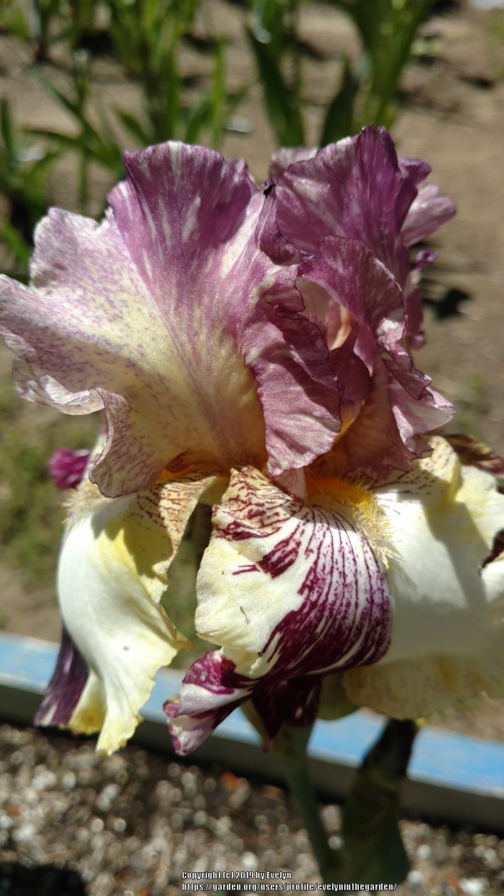 Photo of Tall Bearded Iris (Iris 'Bewilderbeast') uploaded by evelyninthegarden