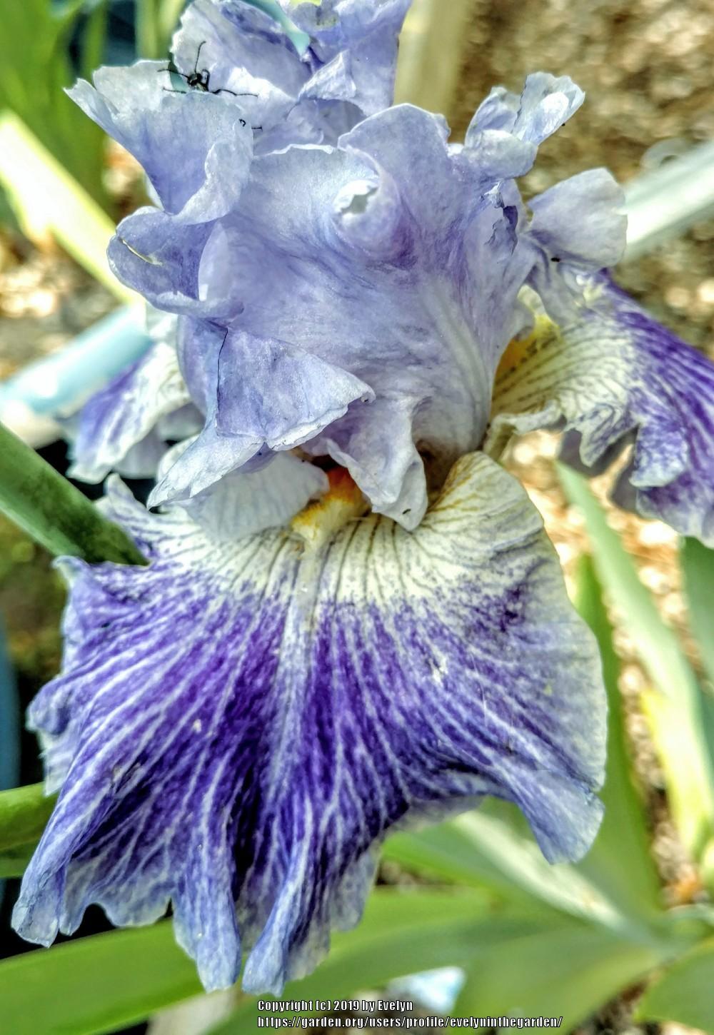 Photo of Tall Bearded Iris (Iris 'Inside Job') uploaded by evelyninthegarden