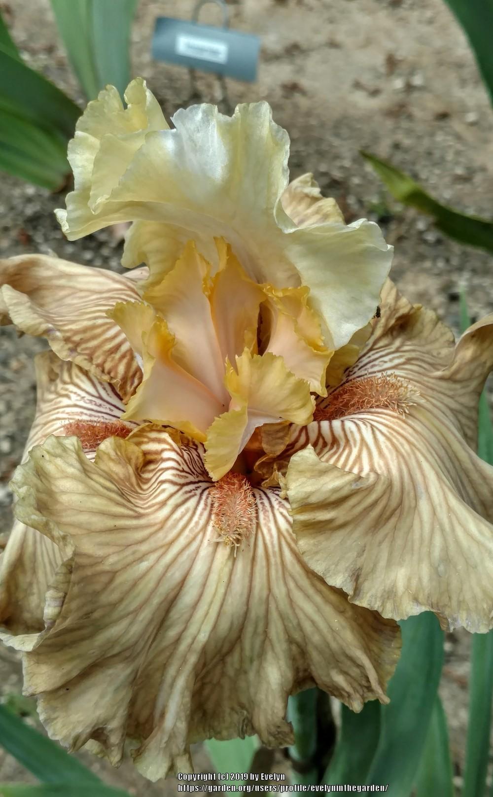 Photo of Tall Bearded Iris (Iris 'Just Crazy') uploaded by evelyninthegarden