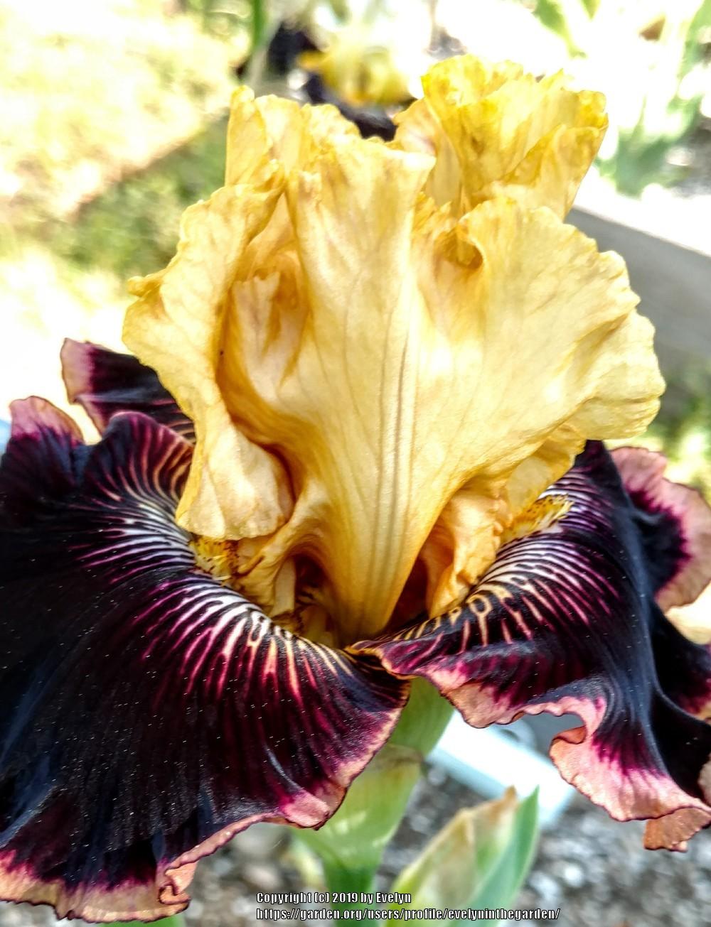 Photo of Tall Bearded Iris (Iris 'Indulgence') uploaded by evelyninthegarden