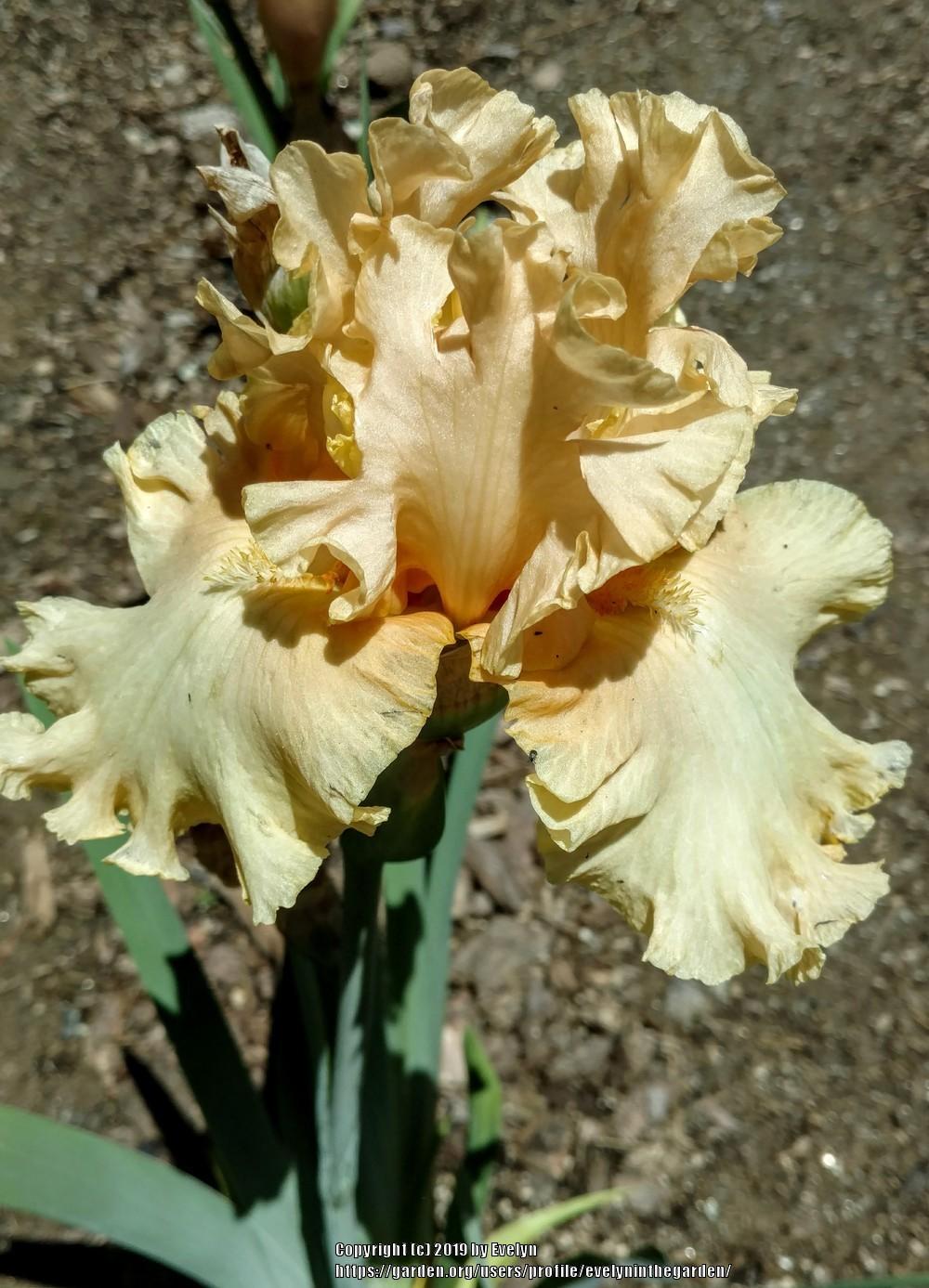 Photo of Tall Bearded Iris (Iris 'Peach Pearl') uploaded by evelyninthegarden