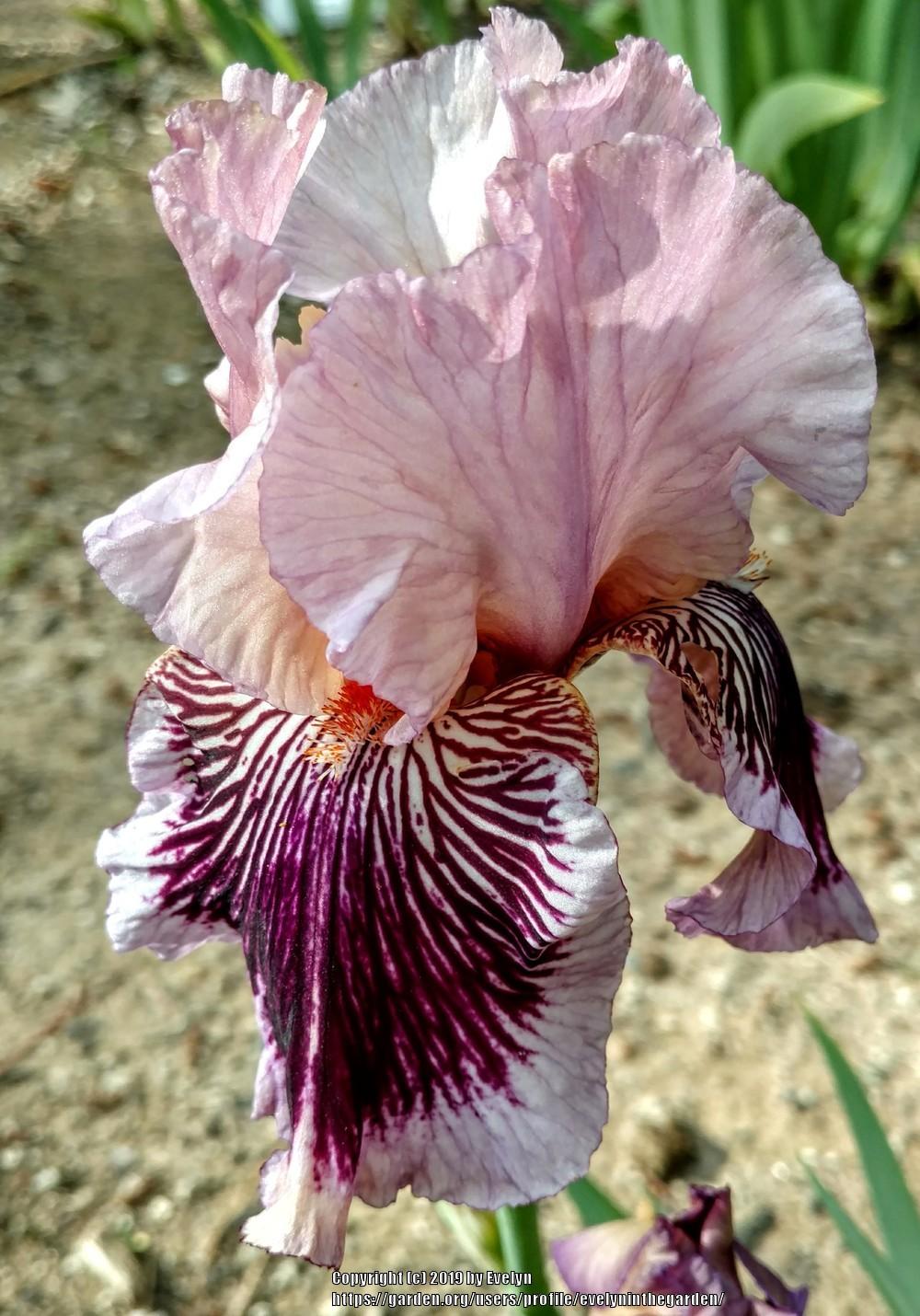 Photo of Tall Bearded Iris (Iris 'Plum Pretty Whiskers') uploaded by evelyninthegarden