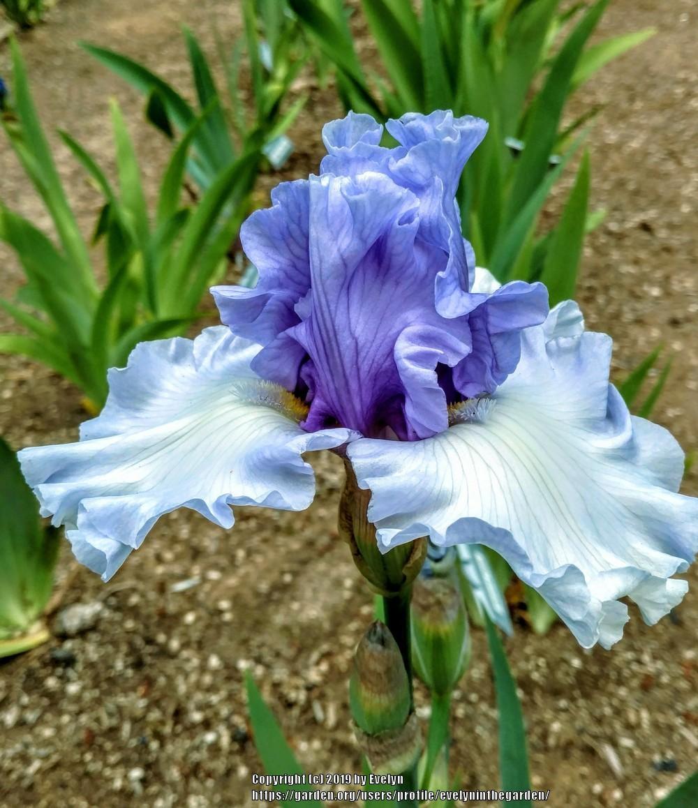 Photo of Tall Bearded Iris (Iris 'Wintry Sky') uploaded by evelyninthegarden