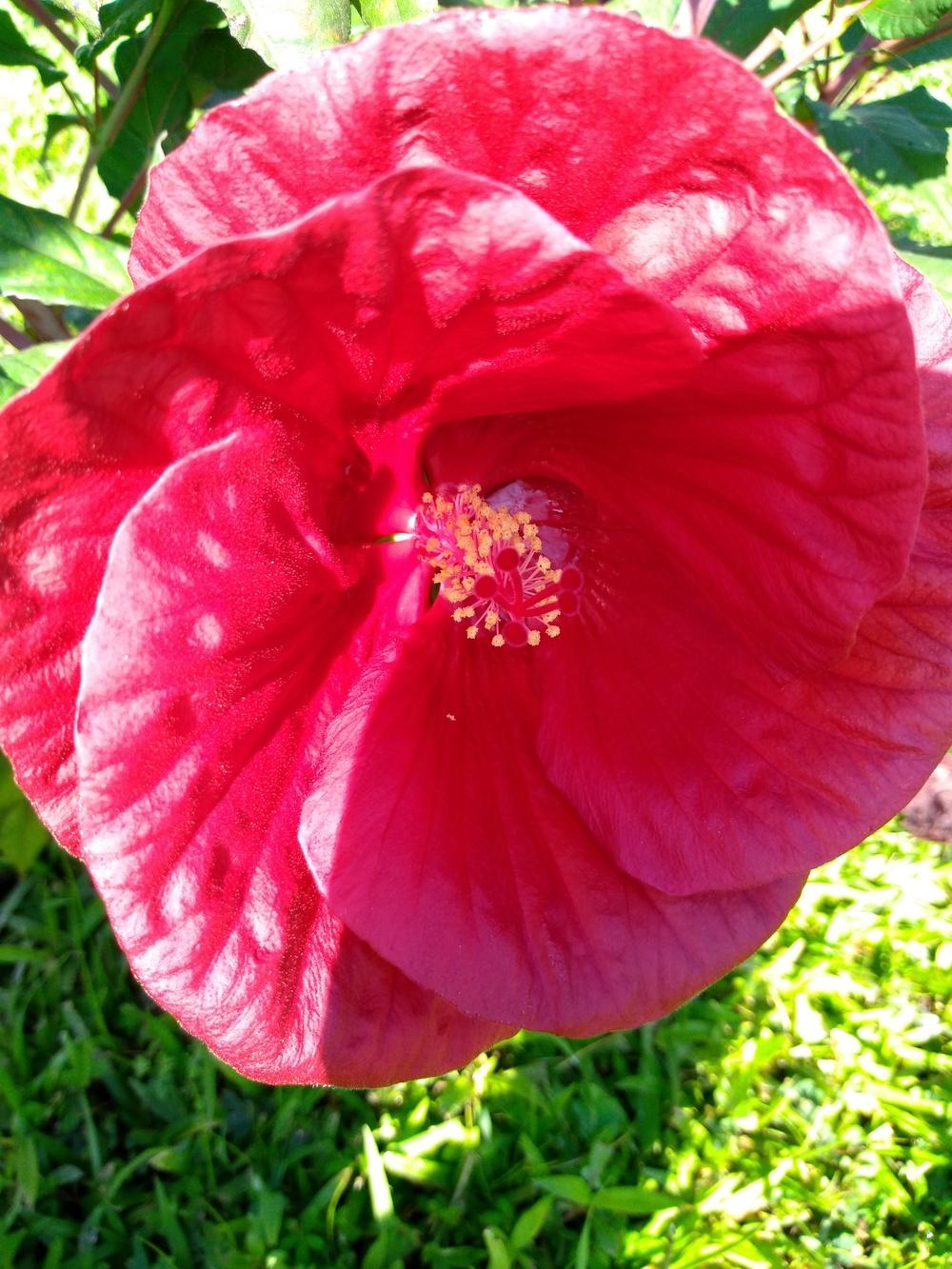 Photo of Hibiscus uploaded by hiyall