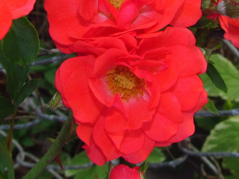 Photo of Rose (Rosa 'Coral Drift') uploaded by jmorth