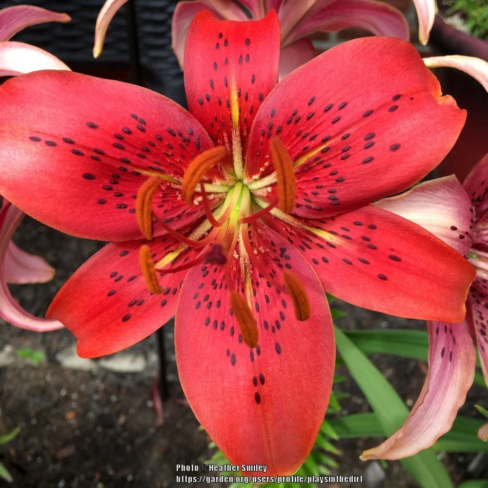 Photo of Lily (Lilium 'Red Blaze') uploaded by playsinthedirt