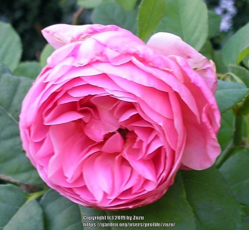 Photo of Rose (Rosa 'Francis Blaise') uploaded by zuzu
