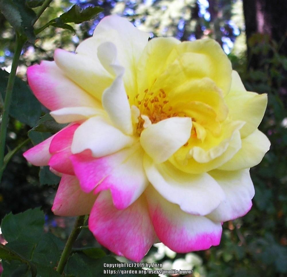 Photo of Rose (Rosa 'Kiss of Fire') uploaded by zuzu