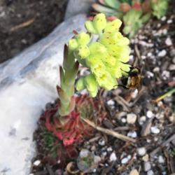 Location: South Jordan, Utah, United States
Date: 2019-07-28
With bee.