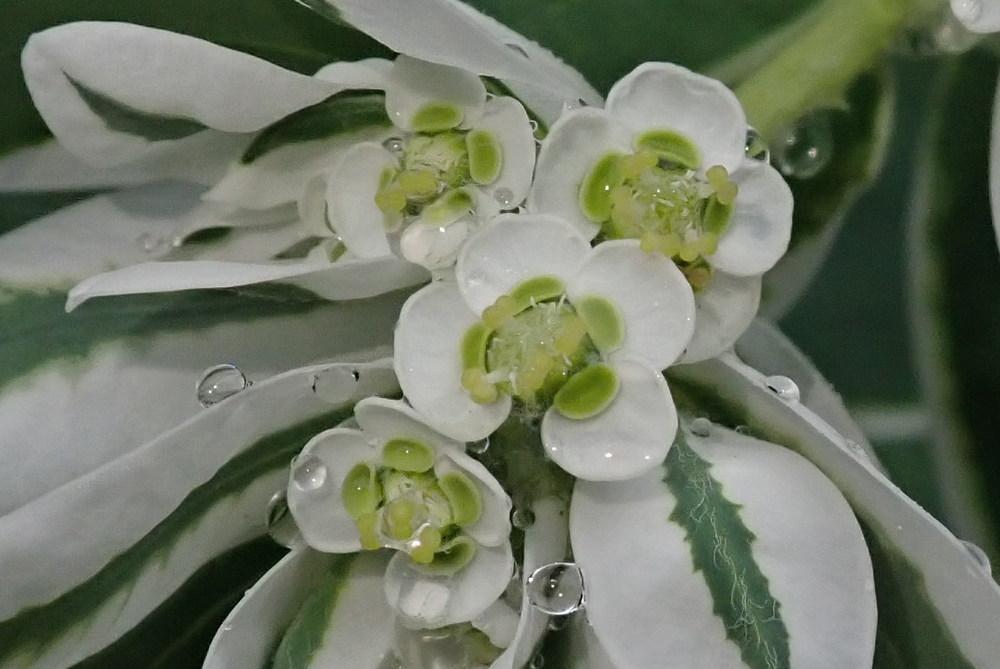 Photo of Snow on the Mountain (Euphorbia marginata) uploaded by gardengus