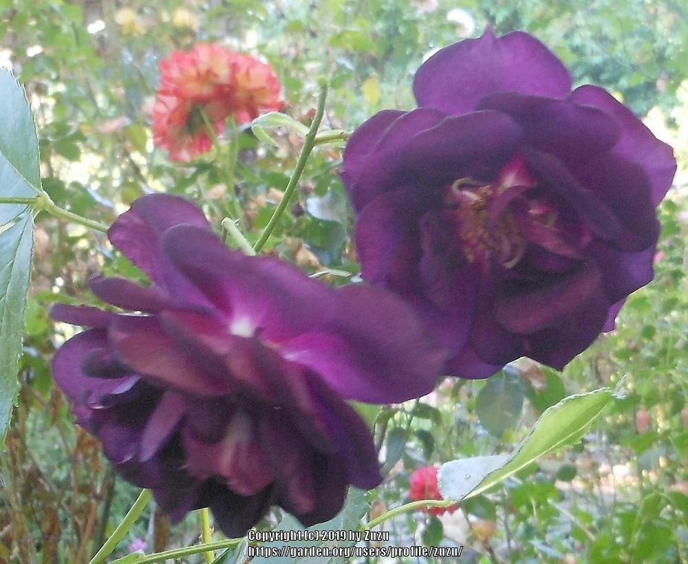 Photo of Rose (Rosa 'Midnight Blue') uploaded by zuzu