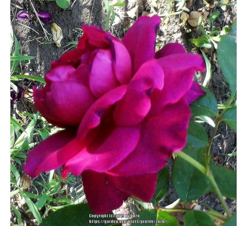 Photo of Rose (Rosa 'Intrigue') uploaded by zuzu
