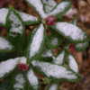 Foliage/buds tolerate winter cold/snow