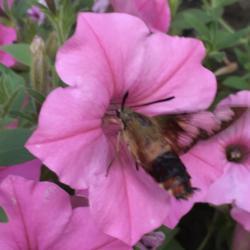 Location: My garden, Willow Valley Communities, Lakes Campus, Willow Street, Pennsylvania USA
Date: 2019-07-29
Pollinator is a hummingbird moth.