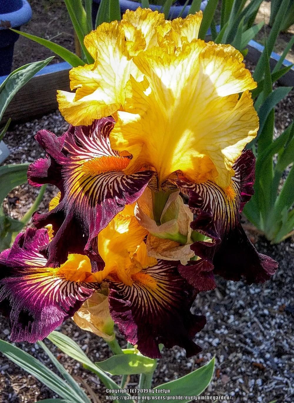 Photo of Tall Bearded Iris (Iris 'Reckless Abandon') uploaded by evelyninthegarden