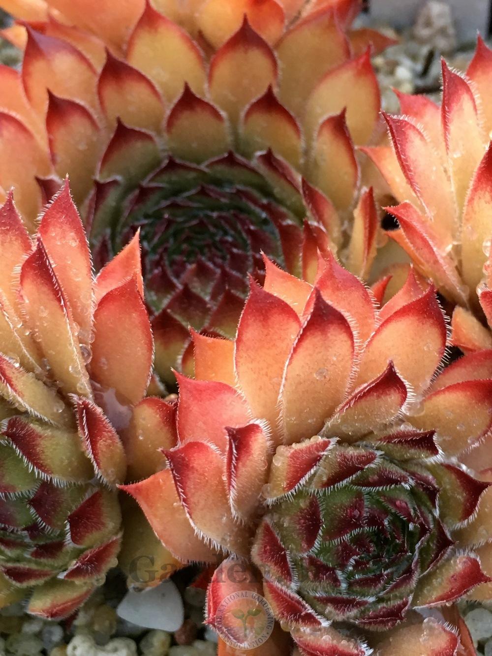 Photo of Hen and chicks (Sempervivum 'Olivia ( II )') uploaded by springcolor
