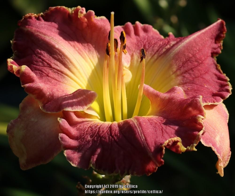 Photo of Daylily (Hemerocallis 'Rosy Complexion') uploaded by celtica