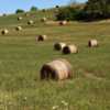 made into bales for animal feed