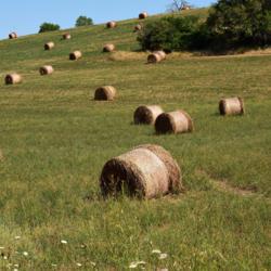 Location: Provence, France
Date: 2019-07-30
made into bales for animal feed