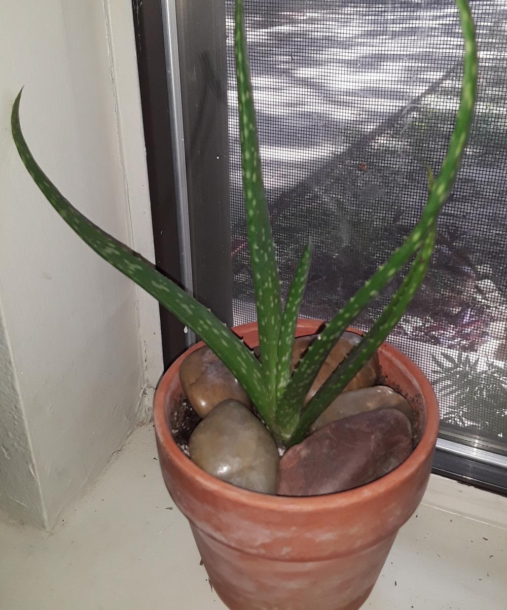 Photo of Aloe Vera (Aloe vera) uploaded by codielane