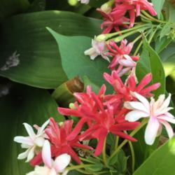 Location: My garden
Date: 2019-07-30
Double blooms - Thai hybrid