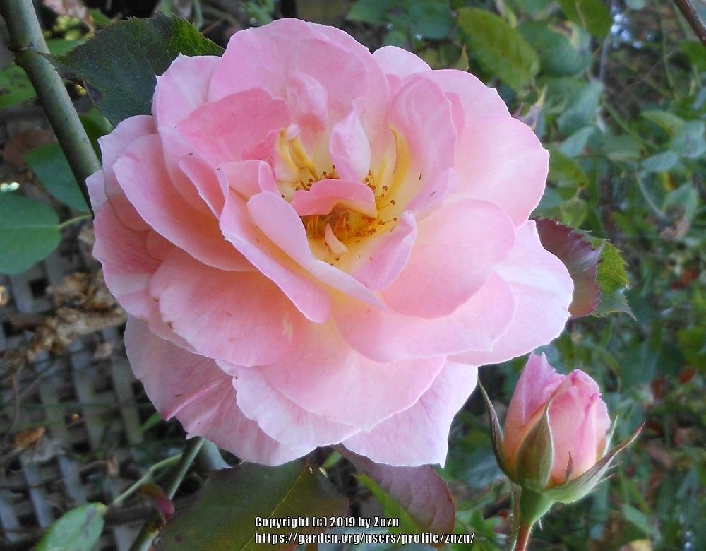 Photo of Rose (Rosa 'Flirtatious') uploaded by zuzu