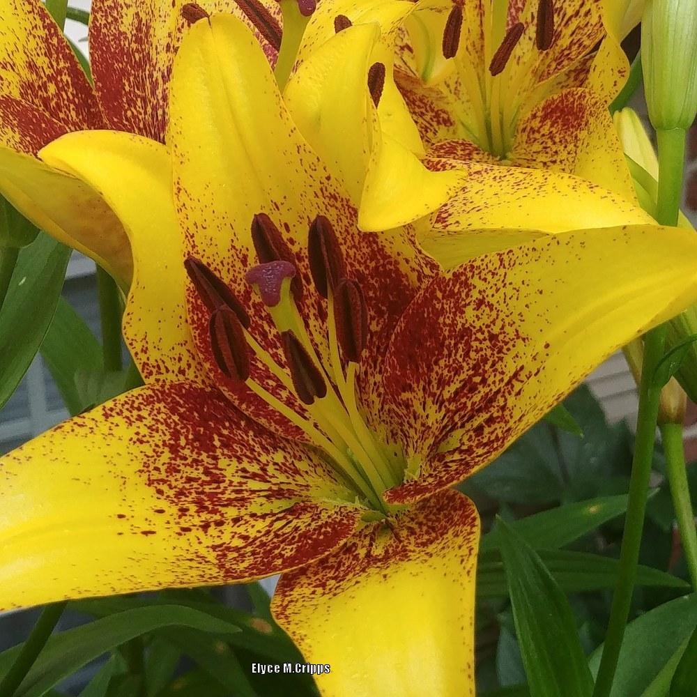 Photo of Asiatic Lily (Lilium 'Latvia') uploaded by ElyceC