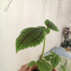 Location: fortitude valley
Date: 2019-07-12
So i am trying to identify this plant, i cant figure it out it wa