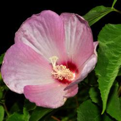 Location: Botanical Gardens of the State of Georgia...Athens, Ga
Date: 2019-07-28
Swamp Rose Mallow 014