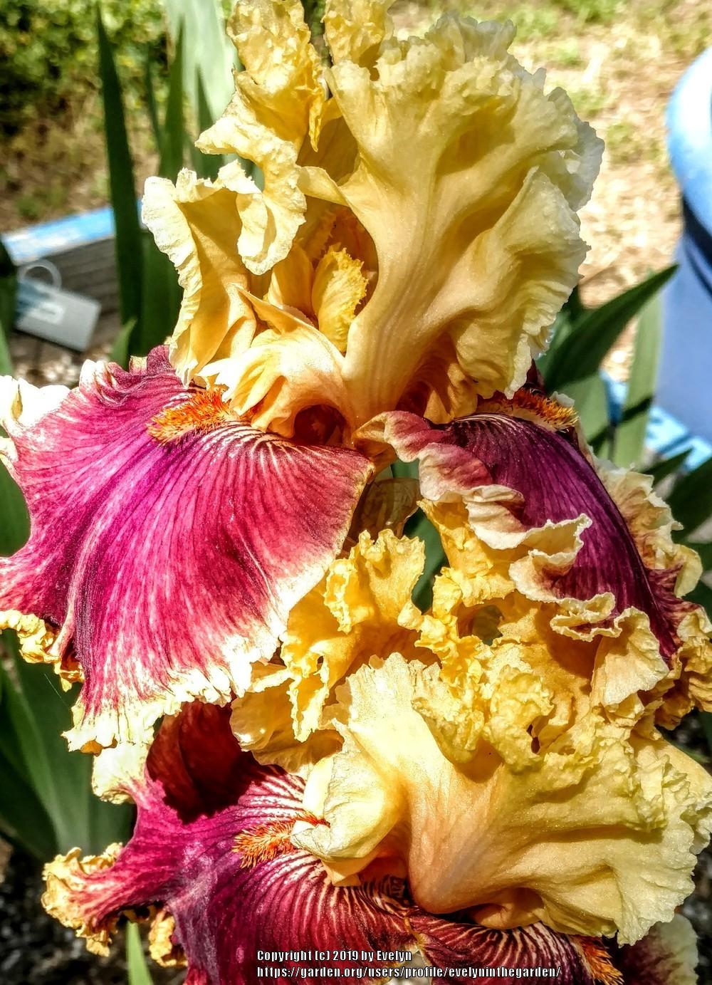 Photo of Tall Bearded Iris (Iris 'Decadence') uploaded by evelyninthegarden