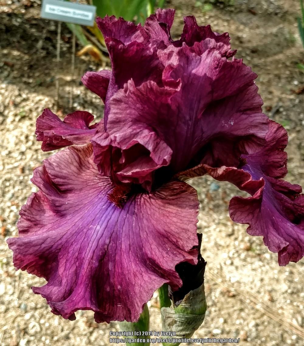Photo of Tall Bearded Iris (Iris 'Master at Arms') uploaded by evelyninthegarden
