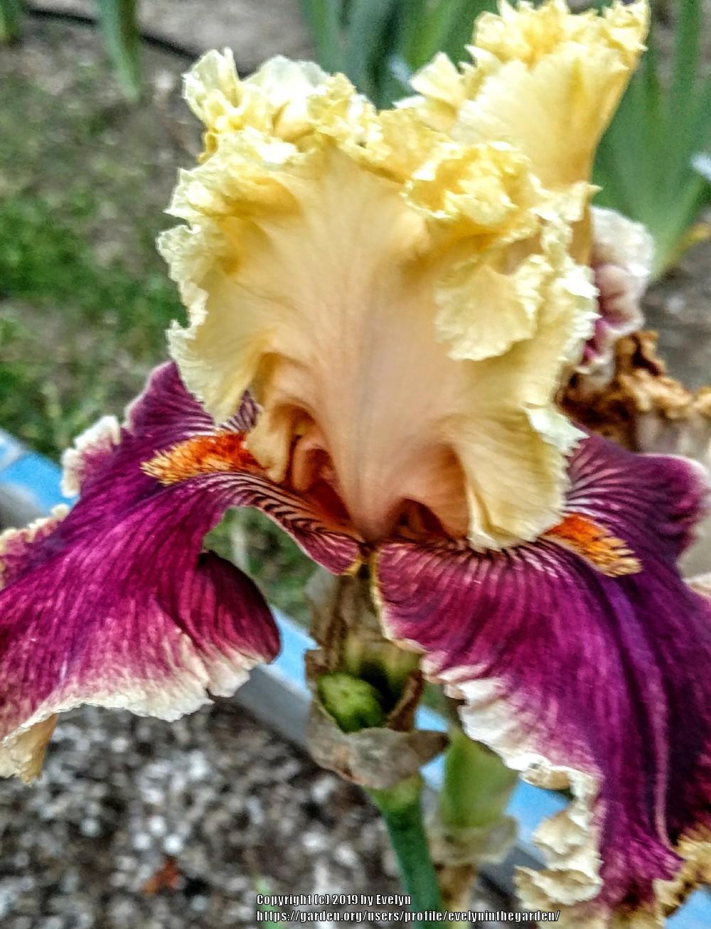 Photo of Tall Bearded Iris (Iris 'Decadence') uploaded by evelyninthegarden