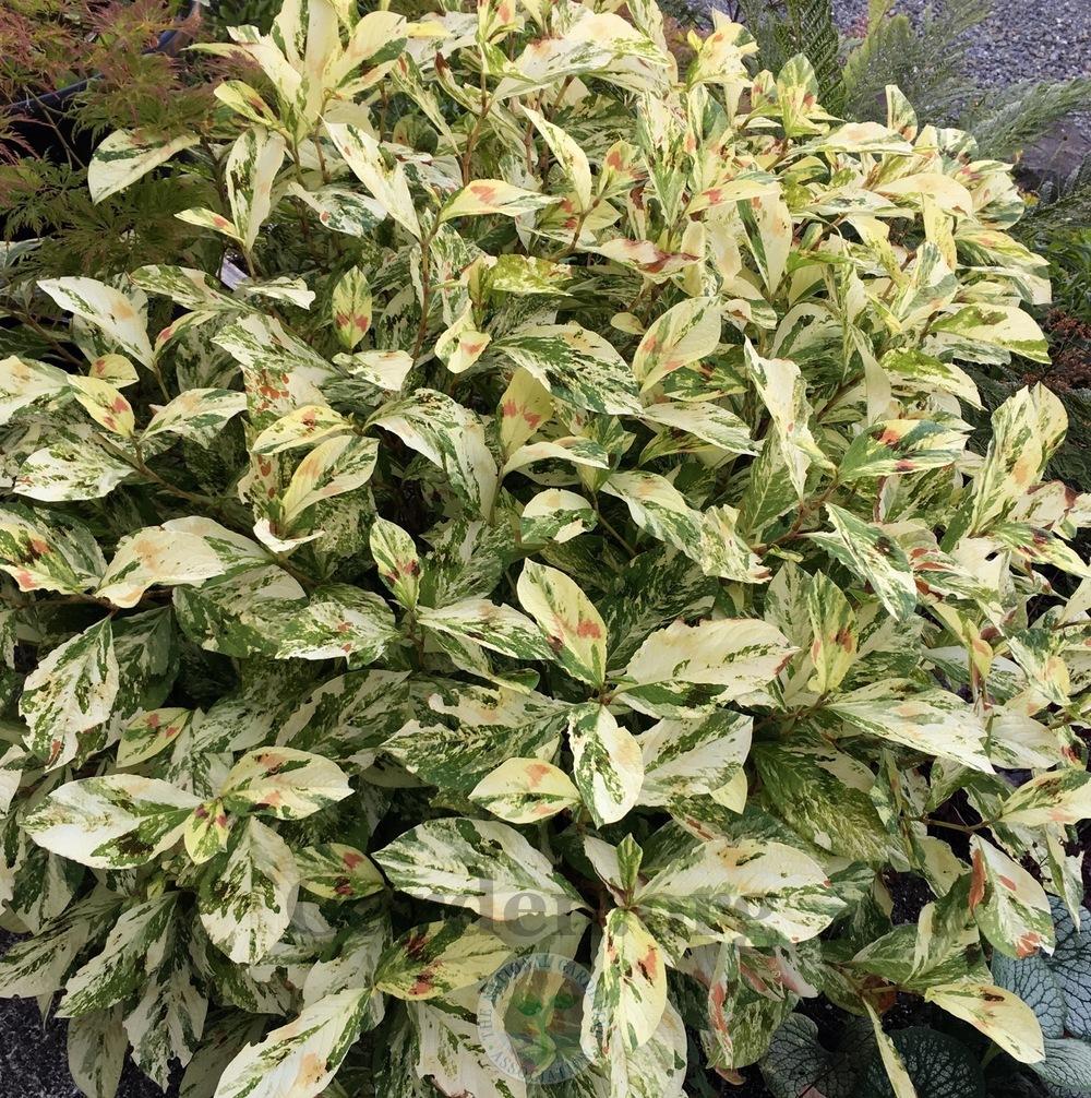 Photo of Variegated Knotweed (Persicaria virginiana 'Painter's Palette') uploaded by springcolor