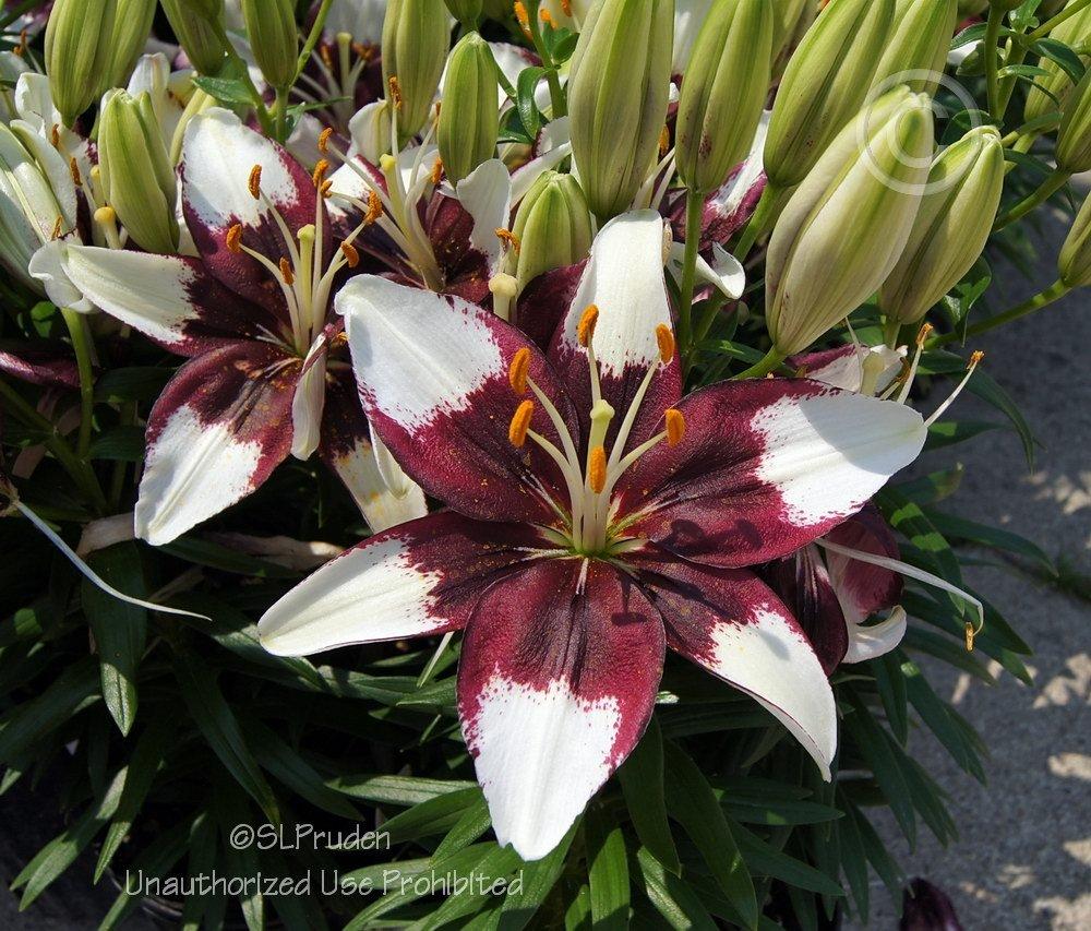 Photo of Lily (Lilium Lily Looks™ Tiny Padhye) uploaded by DaylilySLP