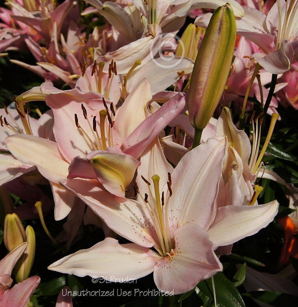 Photo of Lily (Lilium 'Tiny Todd') uploaded by DaylilySLP