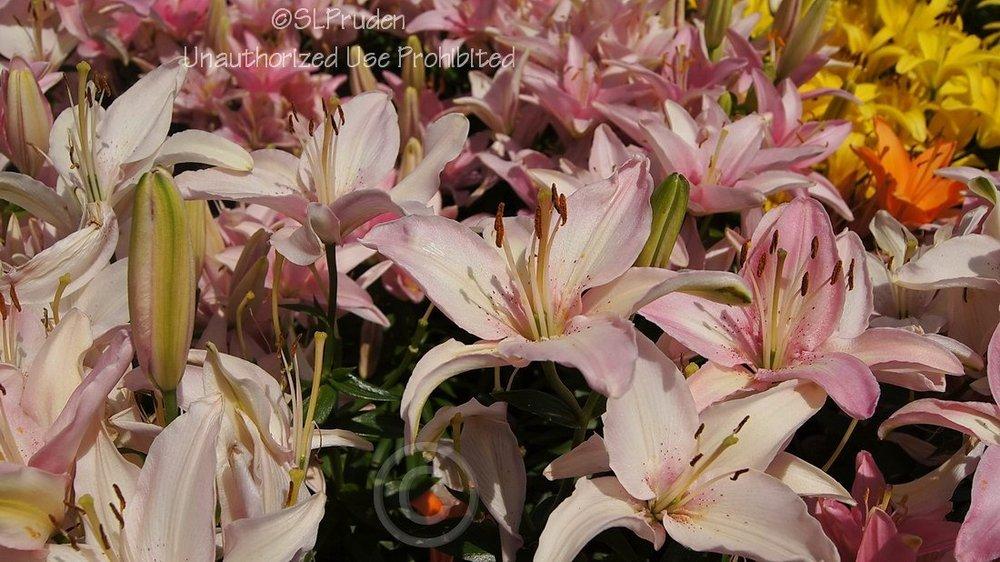 Photo of Lily (Lilium 'Tiny Todd') uploaded by DaylilySLP