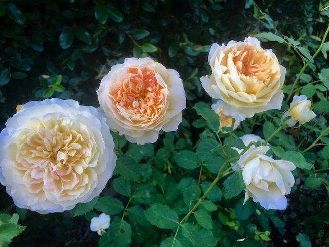 Photo of Rose (Rosa 'Molineux') uploaded by JCBodie