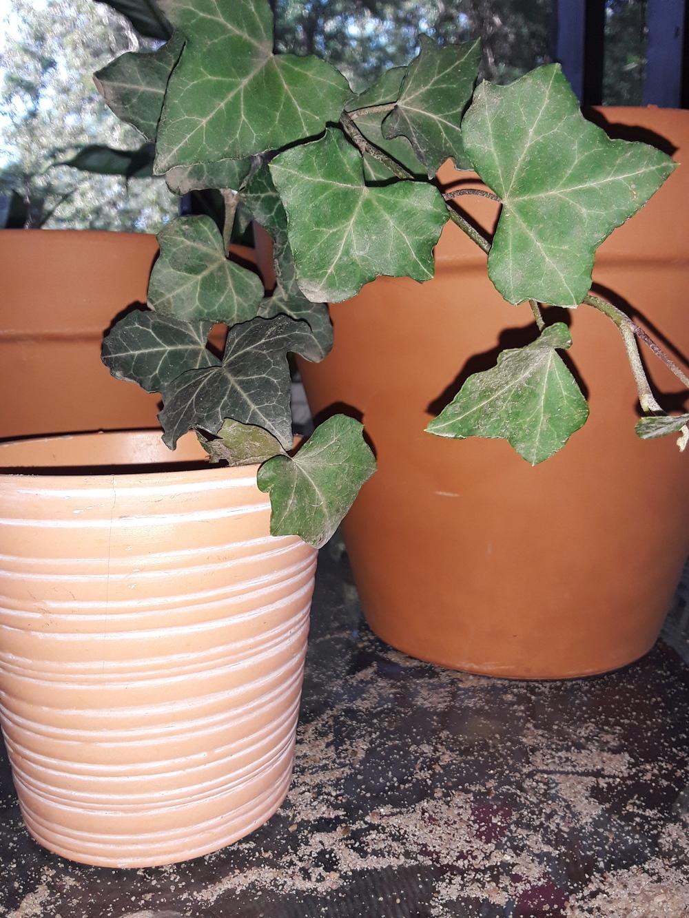 Photo of English Ivy (Hedera helix) uploaded by codielane