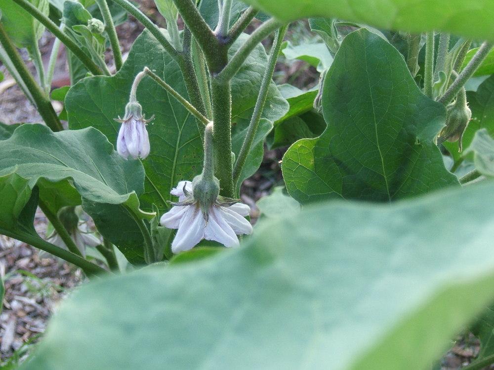 Photo of Eggplants (Solanum melongena) uploaded by pirl