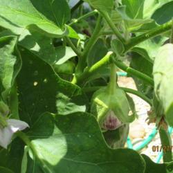 Location: Hendersonville,  NC
Date: 2019-07-29
Eggplant bloom and fruit