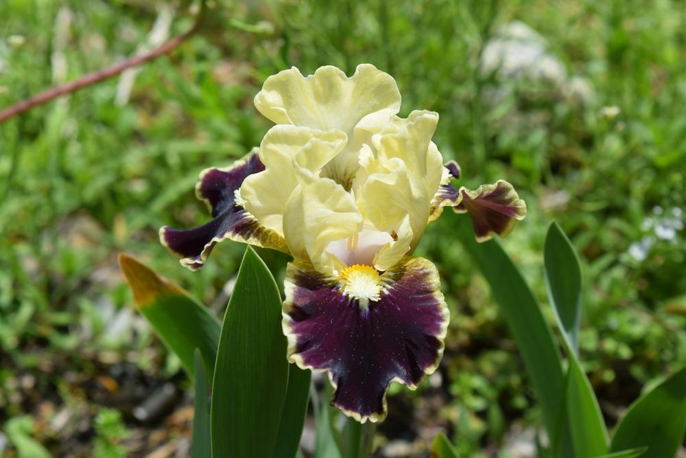Photo of Standard Dwarf Bearded Iris (Iris 'Coconino') uploaded by Dachsylady86