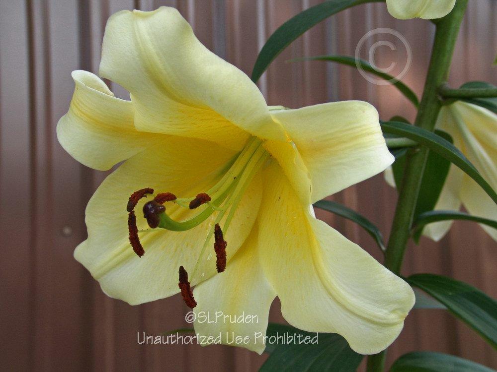 Photo of Lily (Lilium 'Conca d'Or') uploaded by DaylilySLP