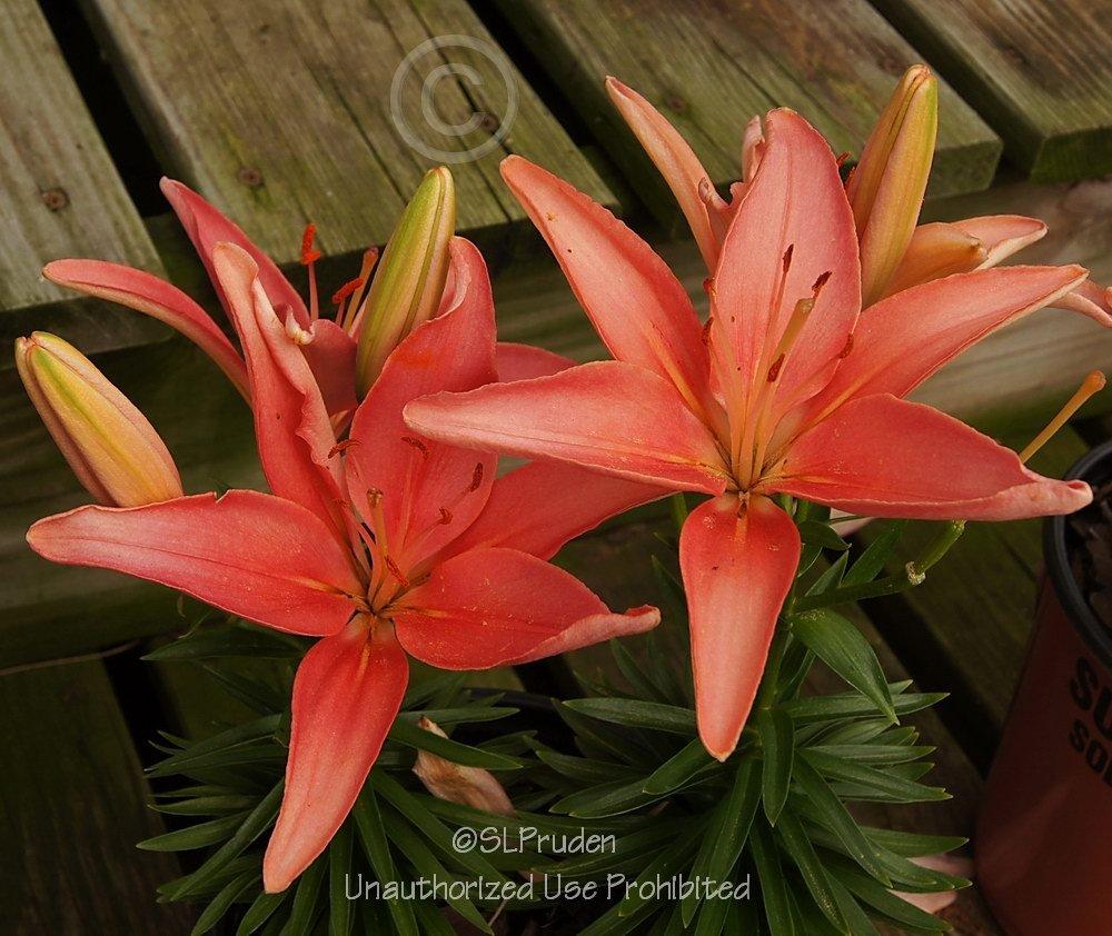 Photo of Lily (Lilium 'Tiny Toes') uploaded by DaylilySLP