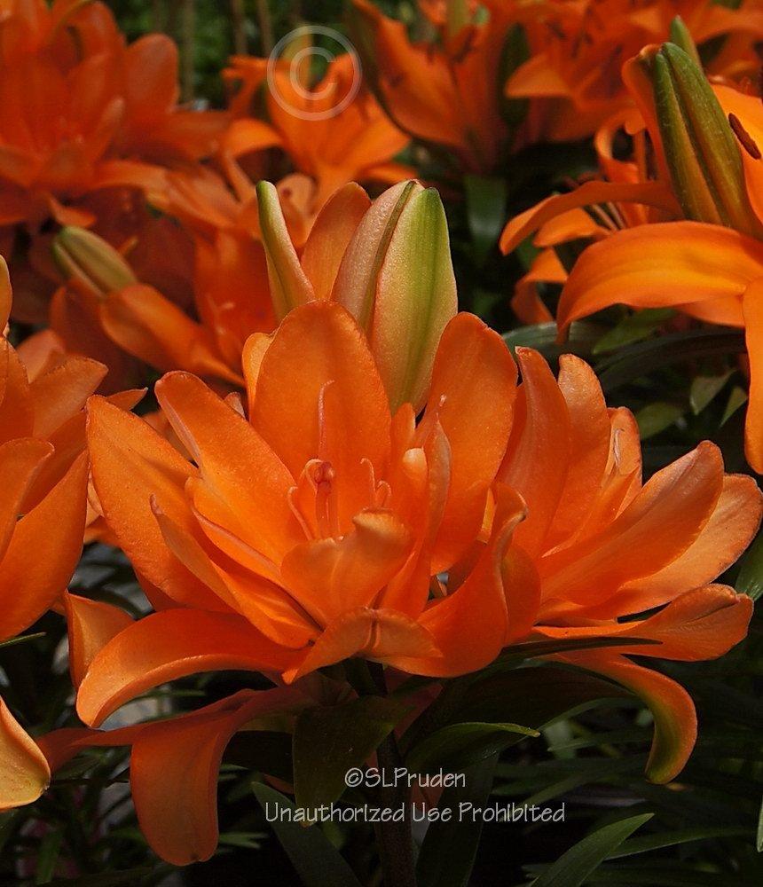 Photo of Dwarf Asiatic Lily (Lilium Lily Looks™ Tiny Double You) uploaded by DaylilySLP