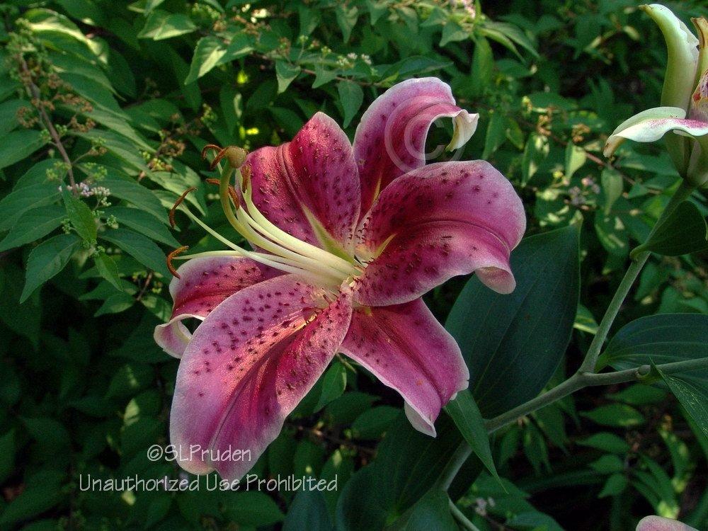 Photo of Oriental Lily (Lilium 'Star Gazer') uploaded by DaylilySLP