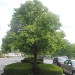 Location: Downingtown, Pennsylvania
Date: 2019-08-02
mature parking lot tree