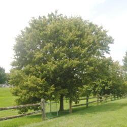 Location: Downingtown, Pennsylvania
Date: 2019-08-02
mature tree in landscape